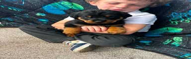 Rottweiler 6
