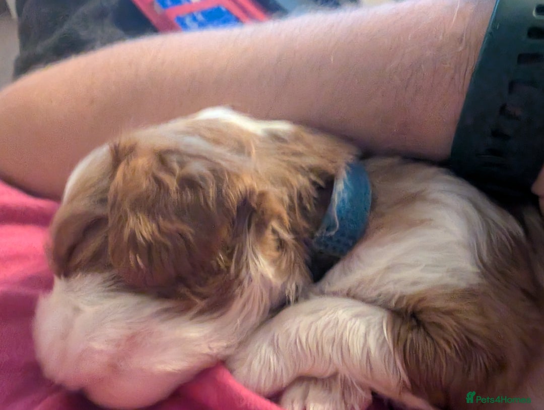 Cavalier King Charles Spaniel dogs for sale: Beautiful cavalier king Charles pups born 24/12 - Advert 7