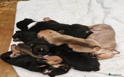 Mixed Breed dogs for sale: Beautiful Mini - Bull pups for sale  - Image 1