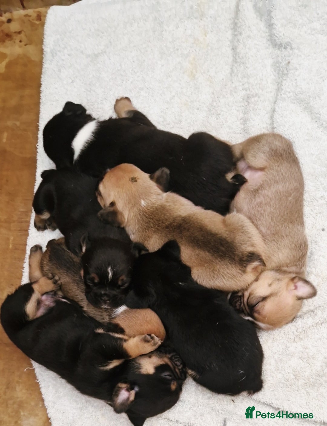 Mixed Breed dogs for sale: Beautiful Mini - Bull pups for sale  - Image 1