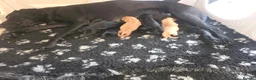 Labrador Retriever dogs for sale: Kc labrador-retriever pups 🐶 - Advert 6