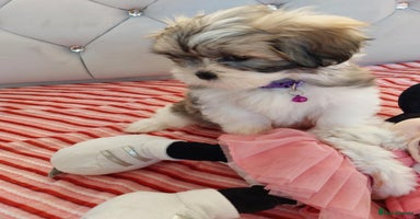 Shih Tzu dogs - Advert 10