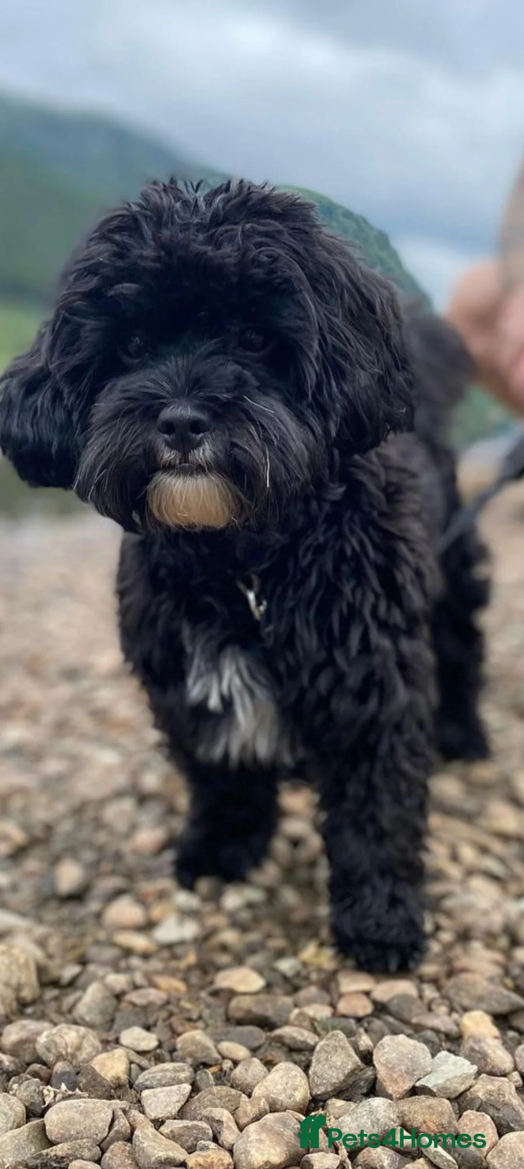 Gallery Image {{count}}