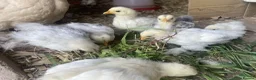 Chickens poultry for sale: 4 Pekin Bantam Chicks For Sale in Norwich - Advert 4