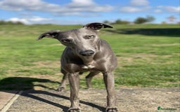 Whippet dogs for sale: Pedigree Purebred Blue and Two Toned Whippets - Image 9