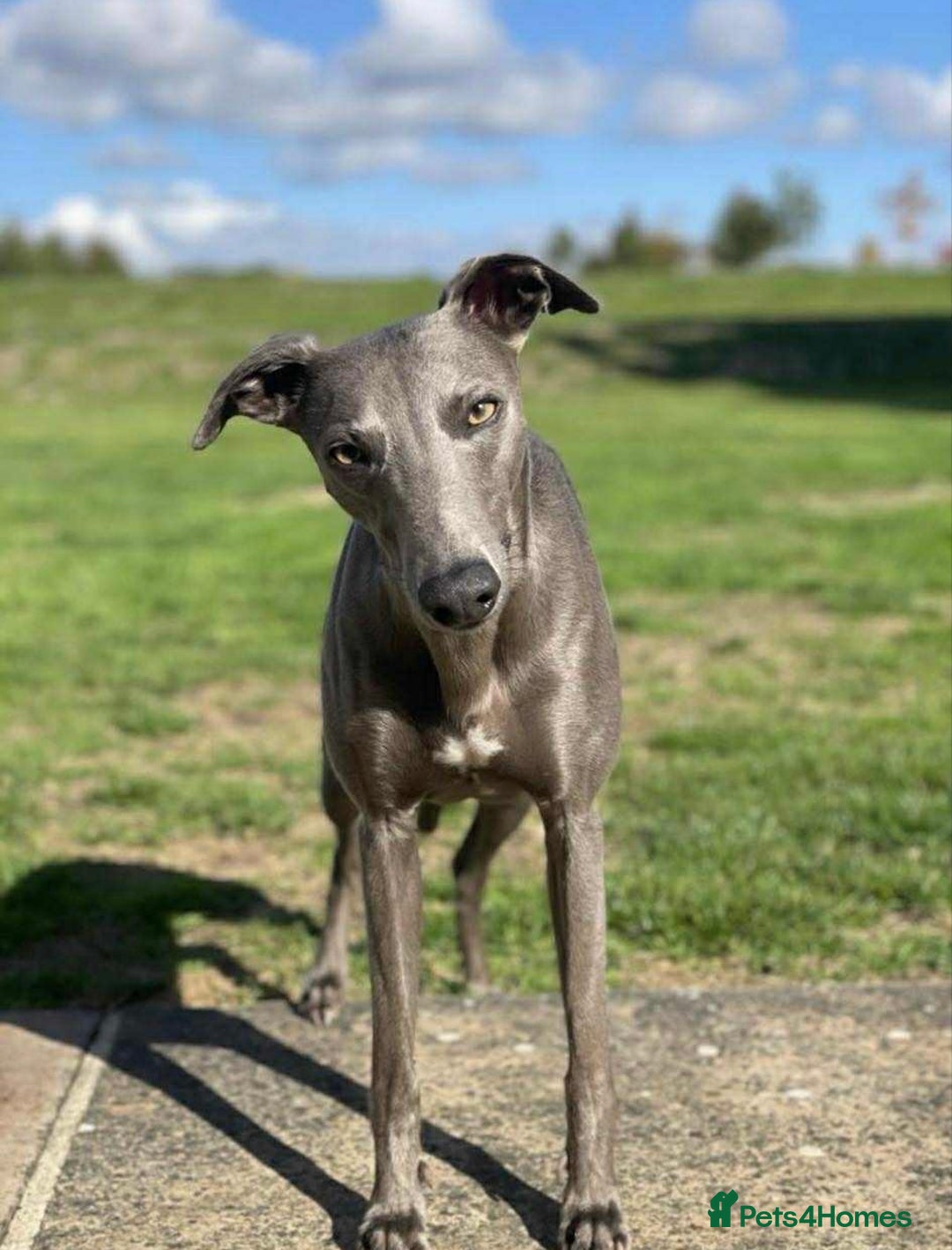 Whippet dogs for sale: Pedigree Purebred Blue and Two Toned Whippets - Image 9