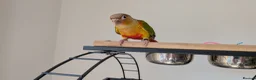 Conures birds for sale: Hand reared Pineapple conures x 2 - Advert 2