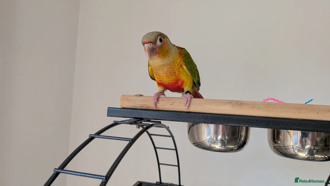 Conures birds for sale: Hand reared Pineapple conures x 2 - Advert 2