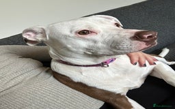 Staffordshire Bull Terrier dogs for sale: Maggie  - Image 2