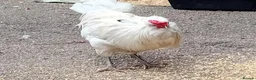 Chickens poultry for sale: Pure Emerald Cockerel / Blue Egger 🐓💙 - Advert 3