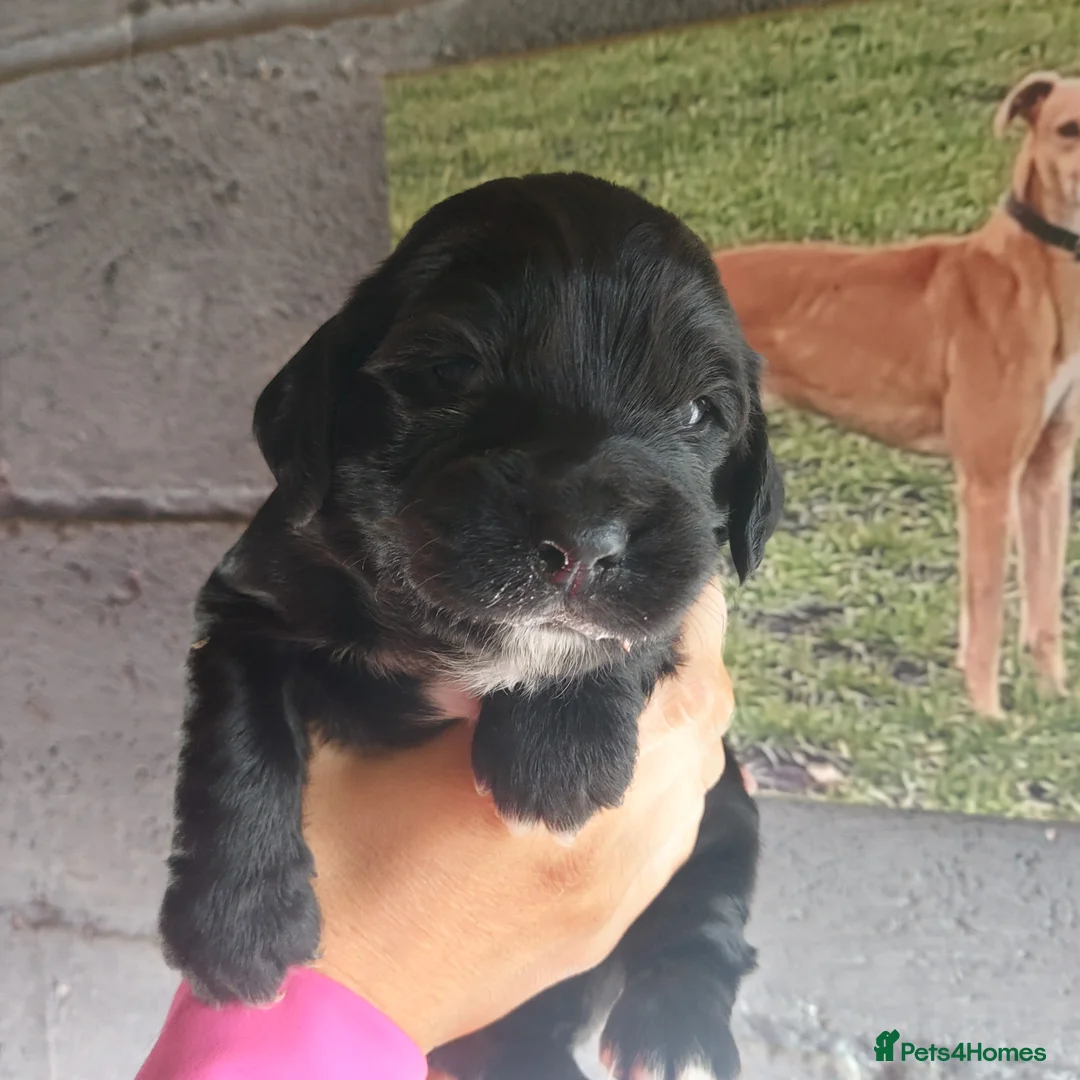 Sprocker dogs for sale: F1 SPROCKER SPANIELS ( 1 BOY LEFT )  - Advert 29