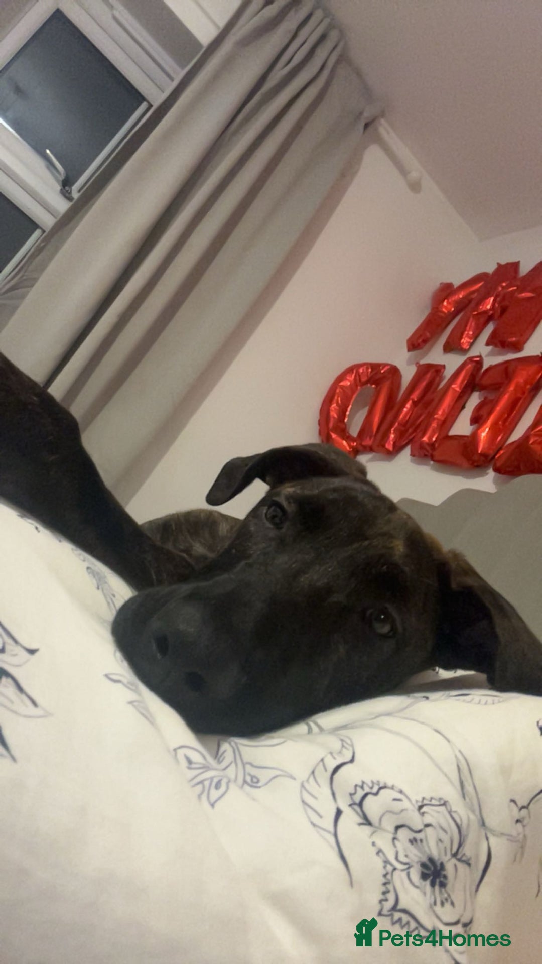 Mixed Breed dogs for sale: Meet Bruno  - Advert 5