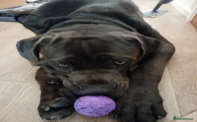 Cane Corso dogs - Advert 5