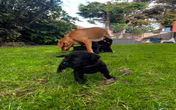 Labrador Retriever dogs for sale: Nicky shields  - Image 8