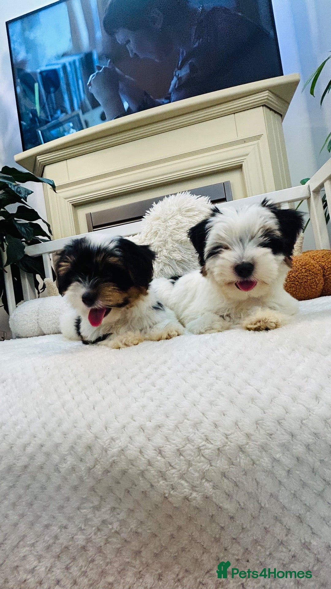 Biewer Terrier dogs ✨ TRUE PEDIGREE • THREE-COLOUR BIEWER PUPPIES 🐾 ✨ - Advert 2