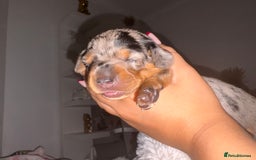 Miniature Dachshund dogs for sale: Gorgeous miniature dachshund puppy’s  - Image 4