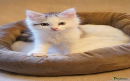 Persian cats for sale: Persian mix cross  - Image 2