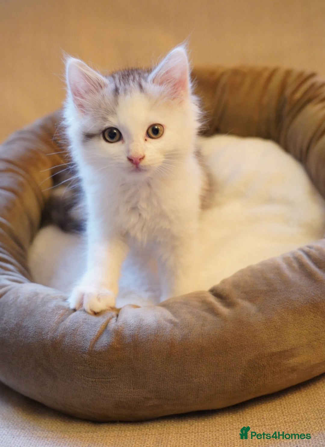 Persian cats for sale: Persian mix cross  - Image 2