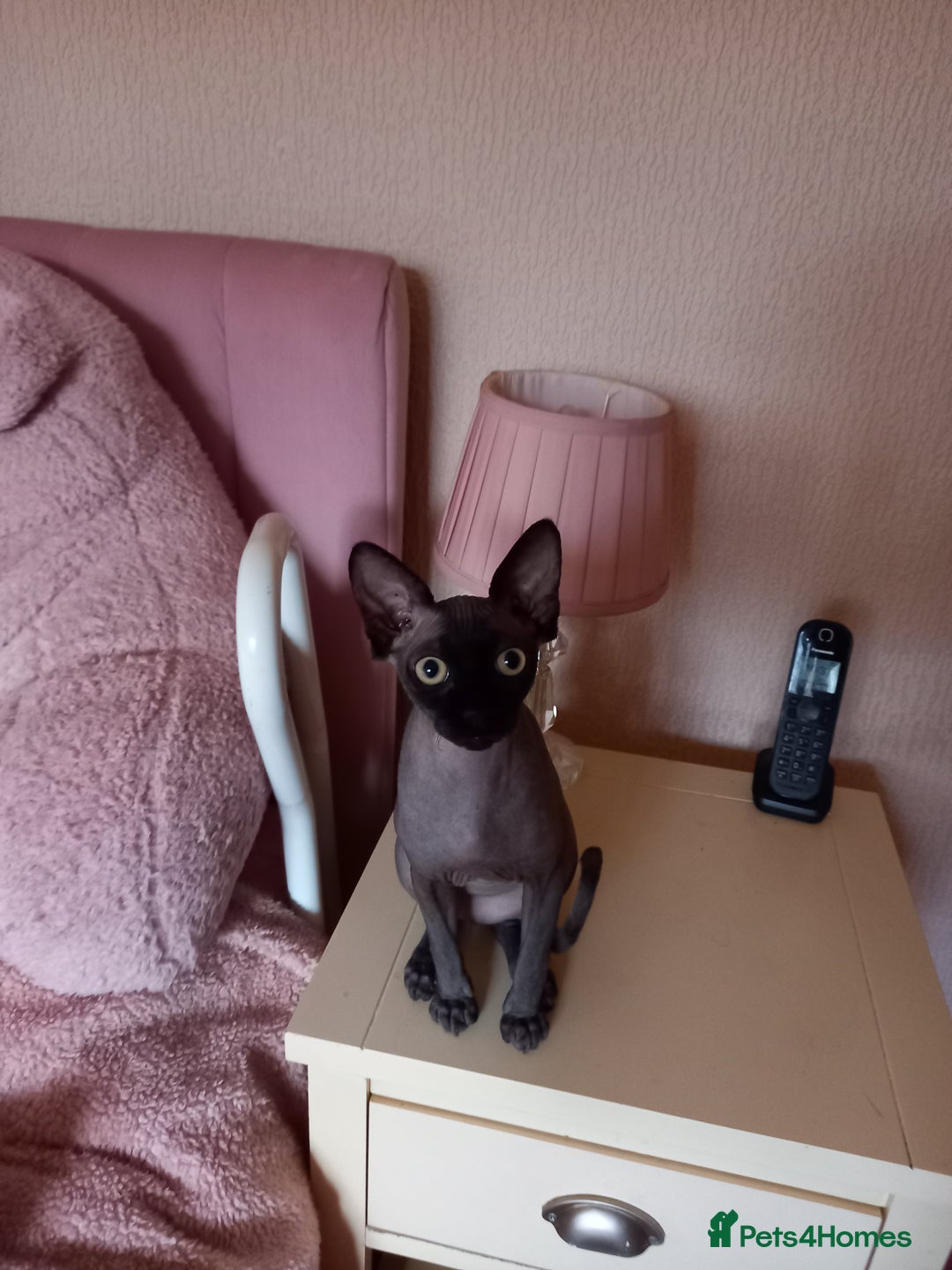 Sphynx cats for sale: 6 month old sphynx - Advert 1