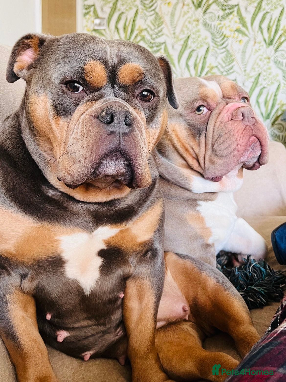 Olde English Bulldogge dogs Olde English Bulldogge - Needs a new home - Advert 10