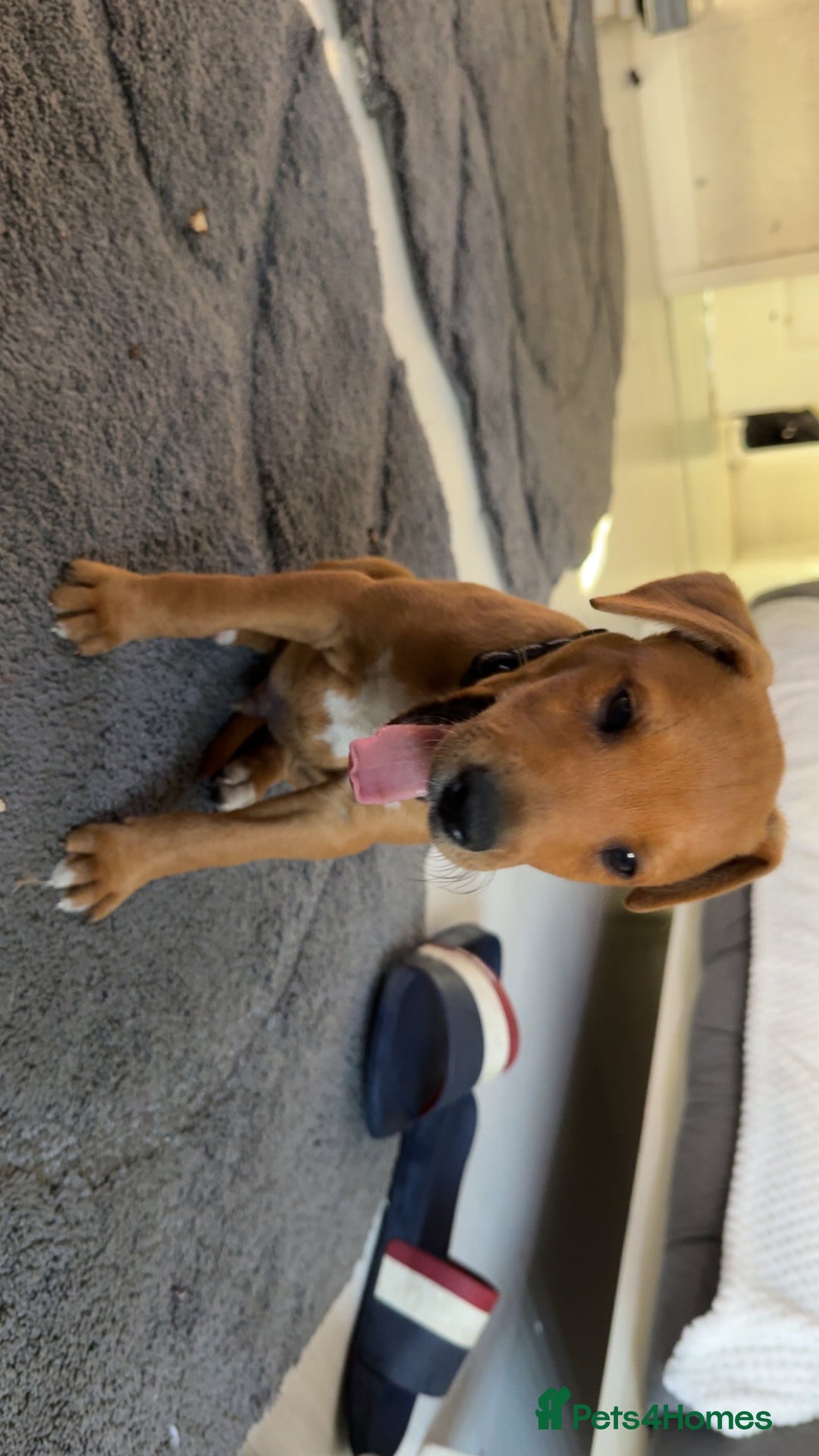 Mixed Breed dogs for sale: whippet x pit - Image 5