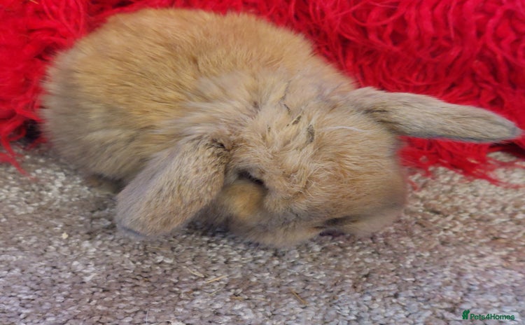 Mini Lop rabbits minilop  babys ready to reserve  - Advert 14