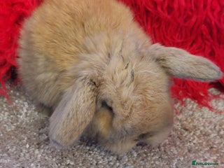 Mini Lop rabbits minilop babys ready to reserve - Advert 18