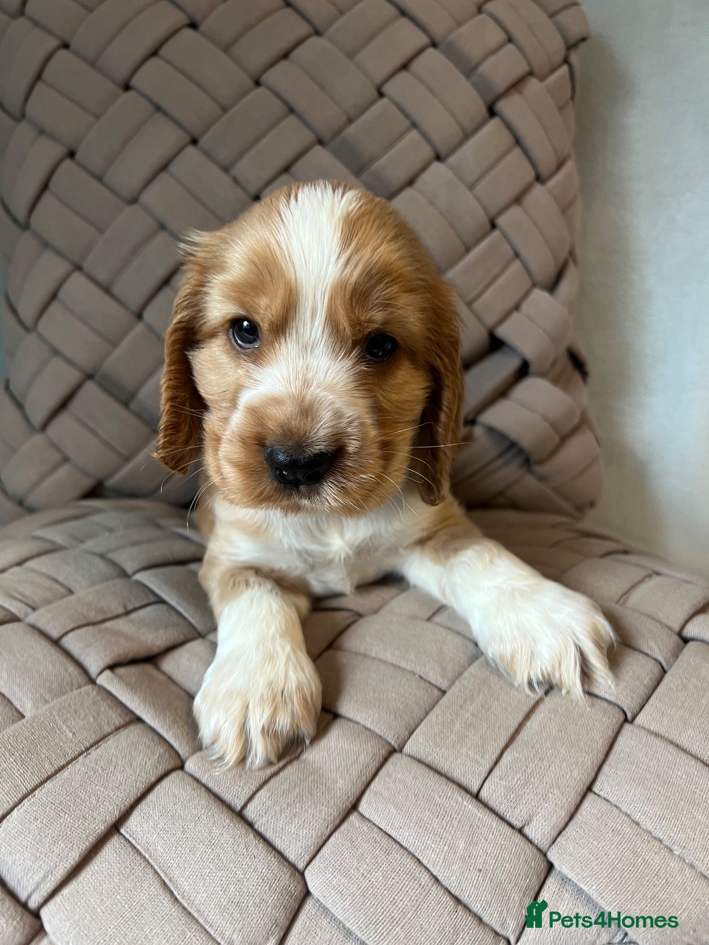 Cocker Spaniel dogs for sale: 💙 Exceptional show type health tested boys 💙 - Advert 2