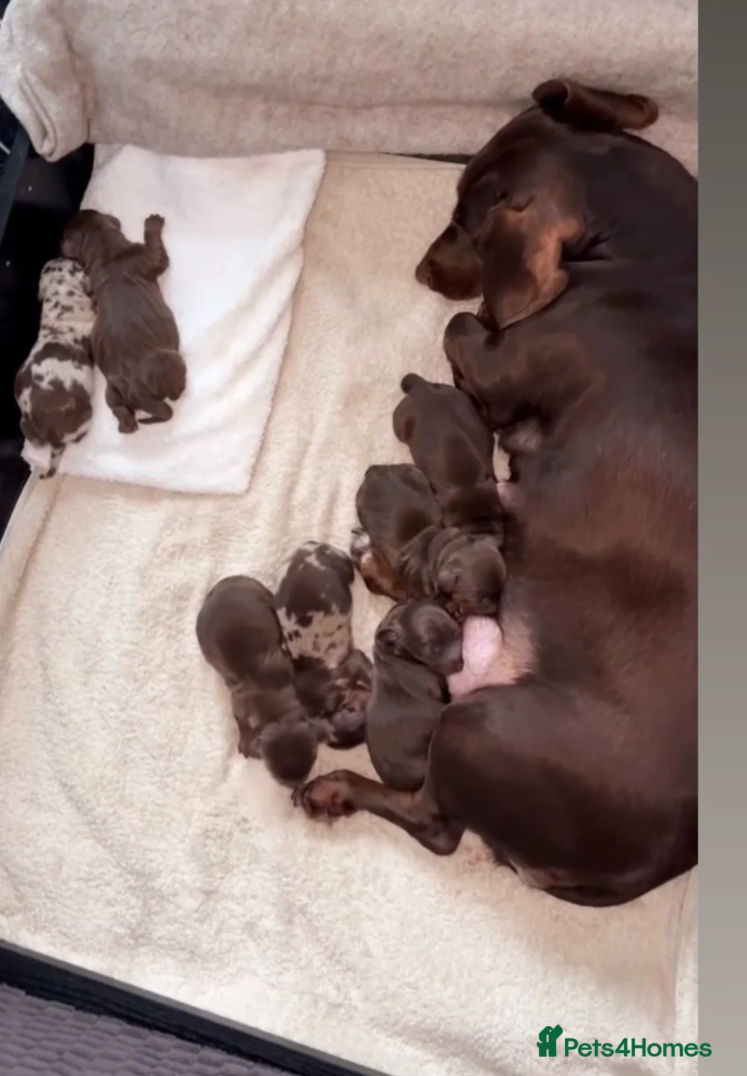 Dachshund dogs for sale: Sausage baby boys 3 left. Reduced*** - Advert 1