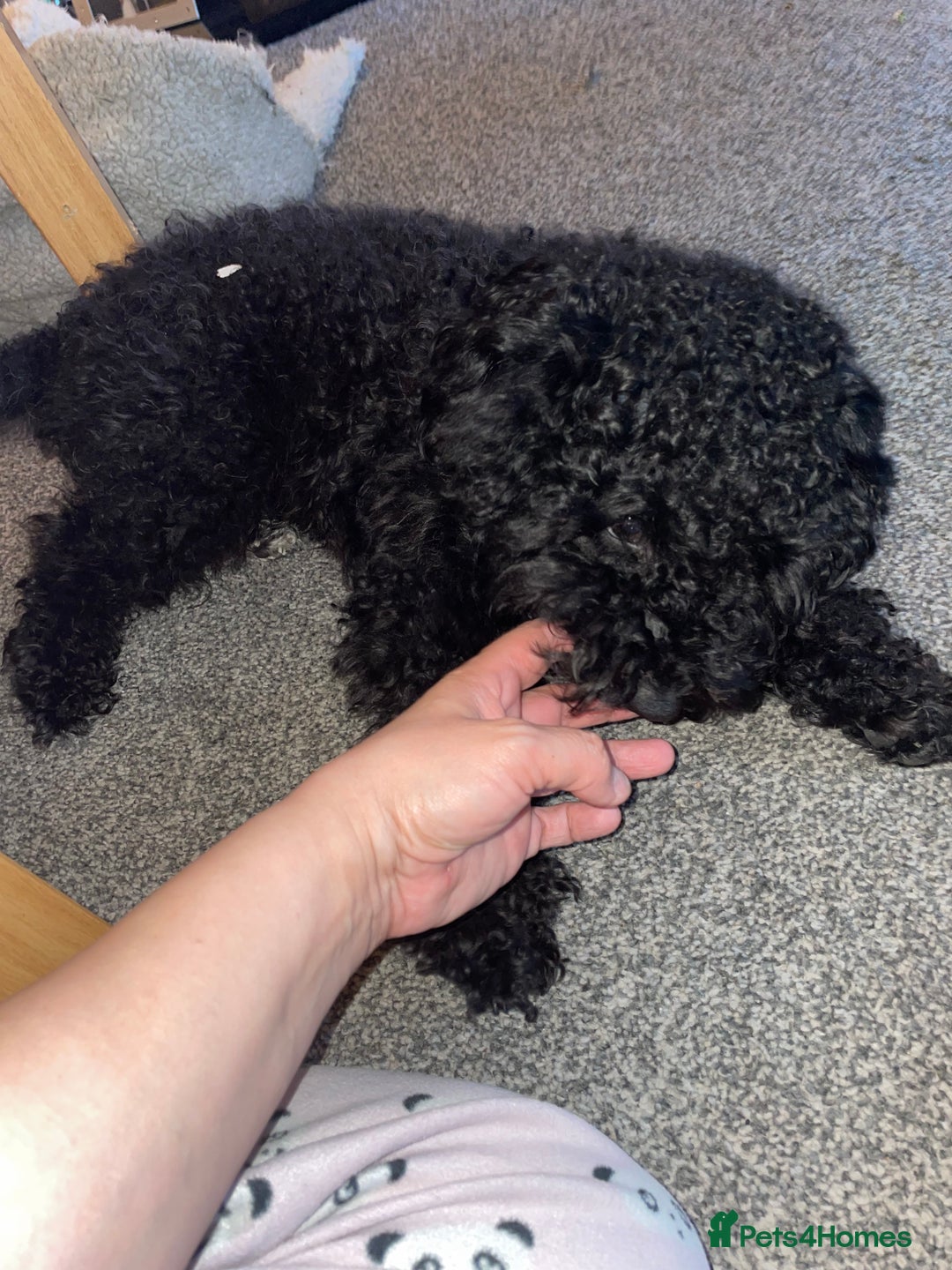 Mixed Breed dogs for sale: Black cockerpoo  for sale  - Image 1