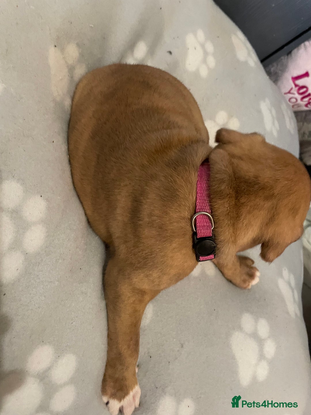 Staffordshire Bull Terrier dogs for sale: Staffy puppy  - Image 12