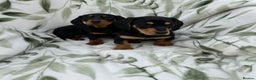 Dachshund dogs for sale: 2 Beautiful dachshunds left!!! - Advert 7