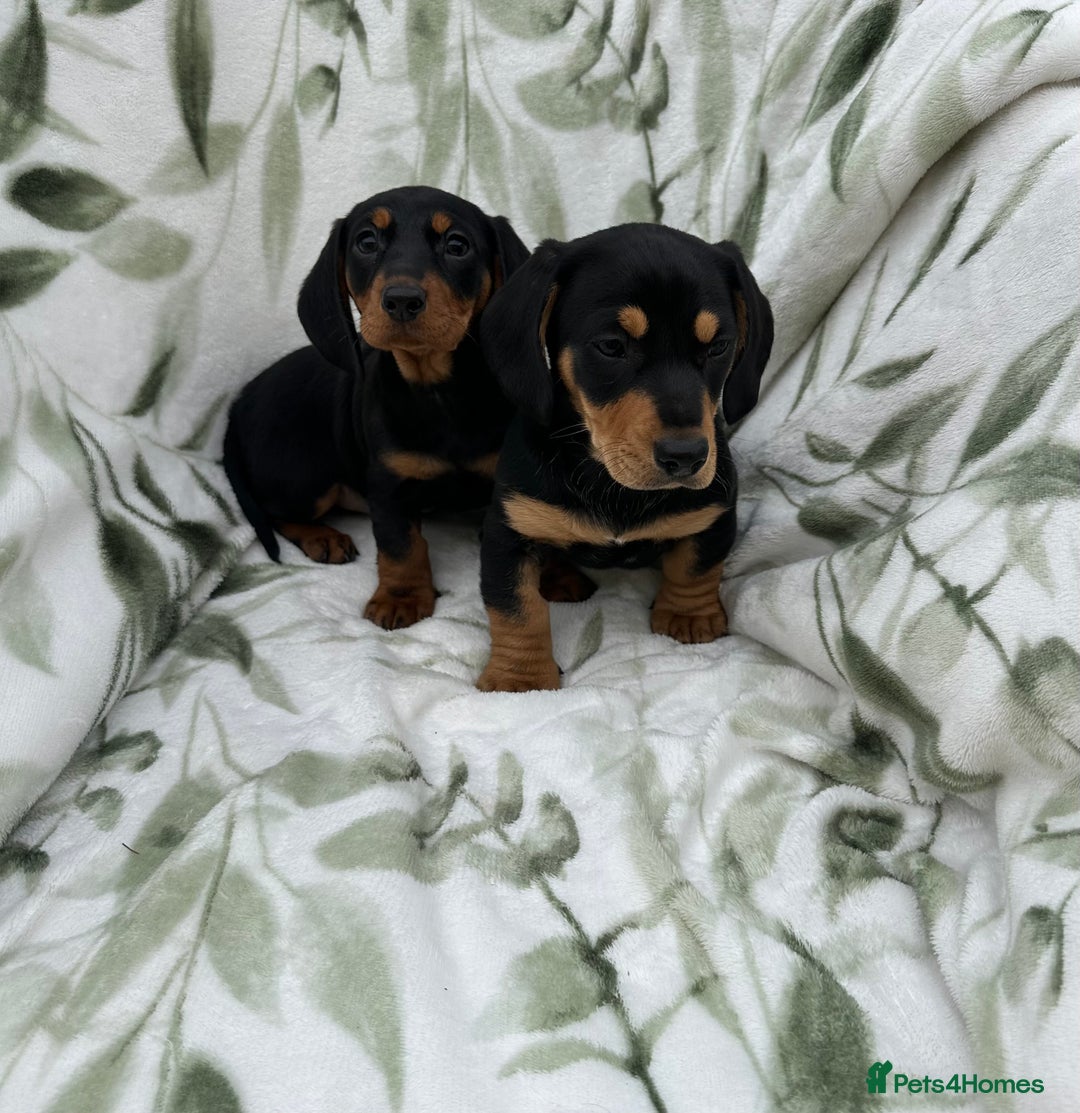 Dachshund dogs for sale: 2 Beautiful dachshunds left!!! - Advert 7