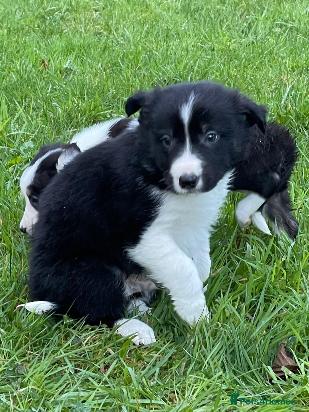 Border Collie dogs for sale: ISDS Border Collie Pups - Advert 6