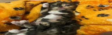 Light tortoiseshell 