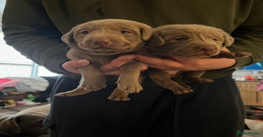 Labrador Retriever dogs - Advert 15
