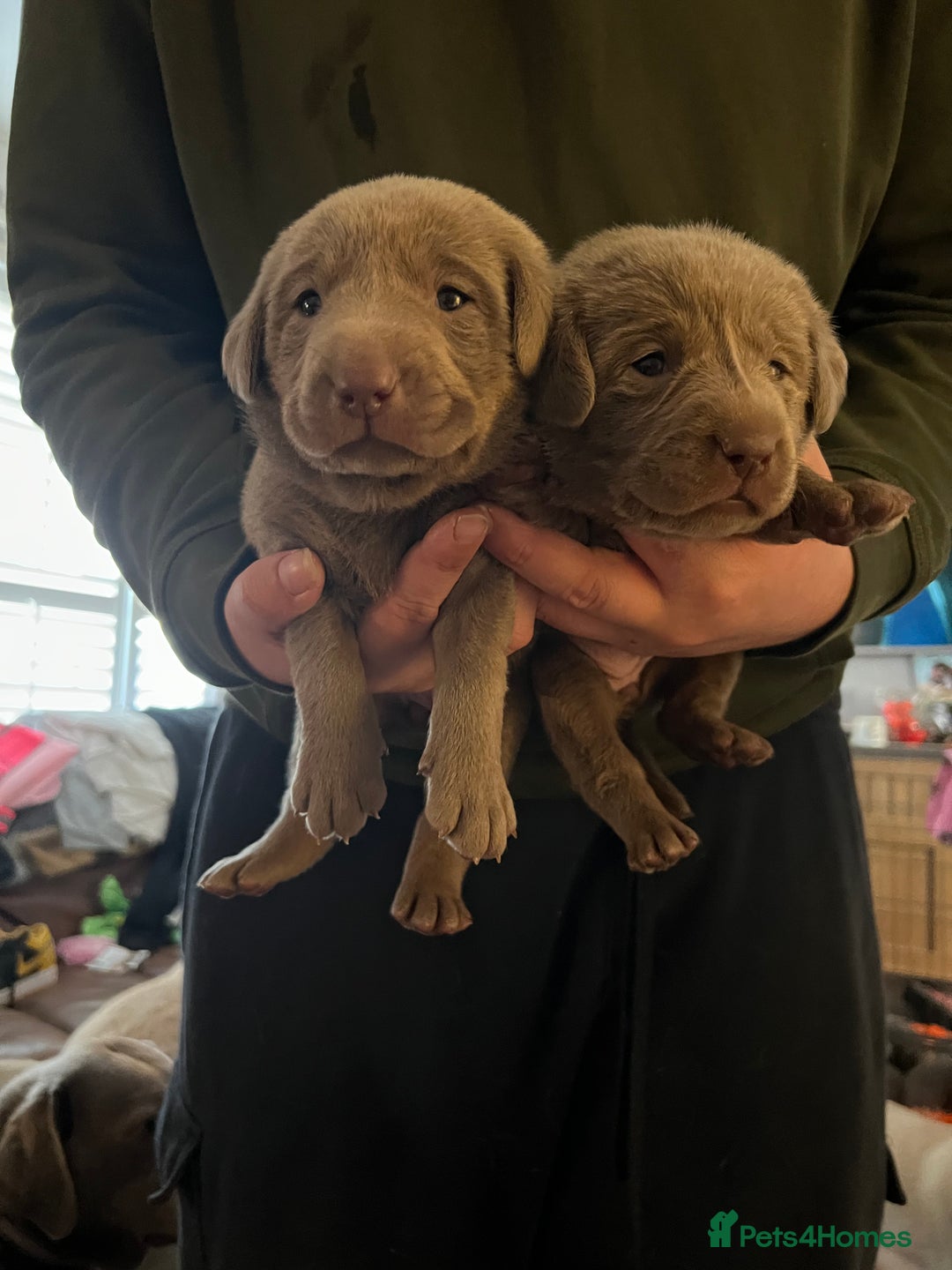 Labrador Retriever dogs for sale: Kc dna clear silver Labrador pups  - Advert 12