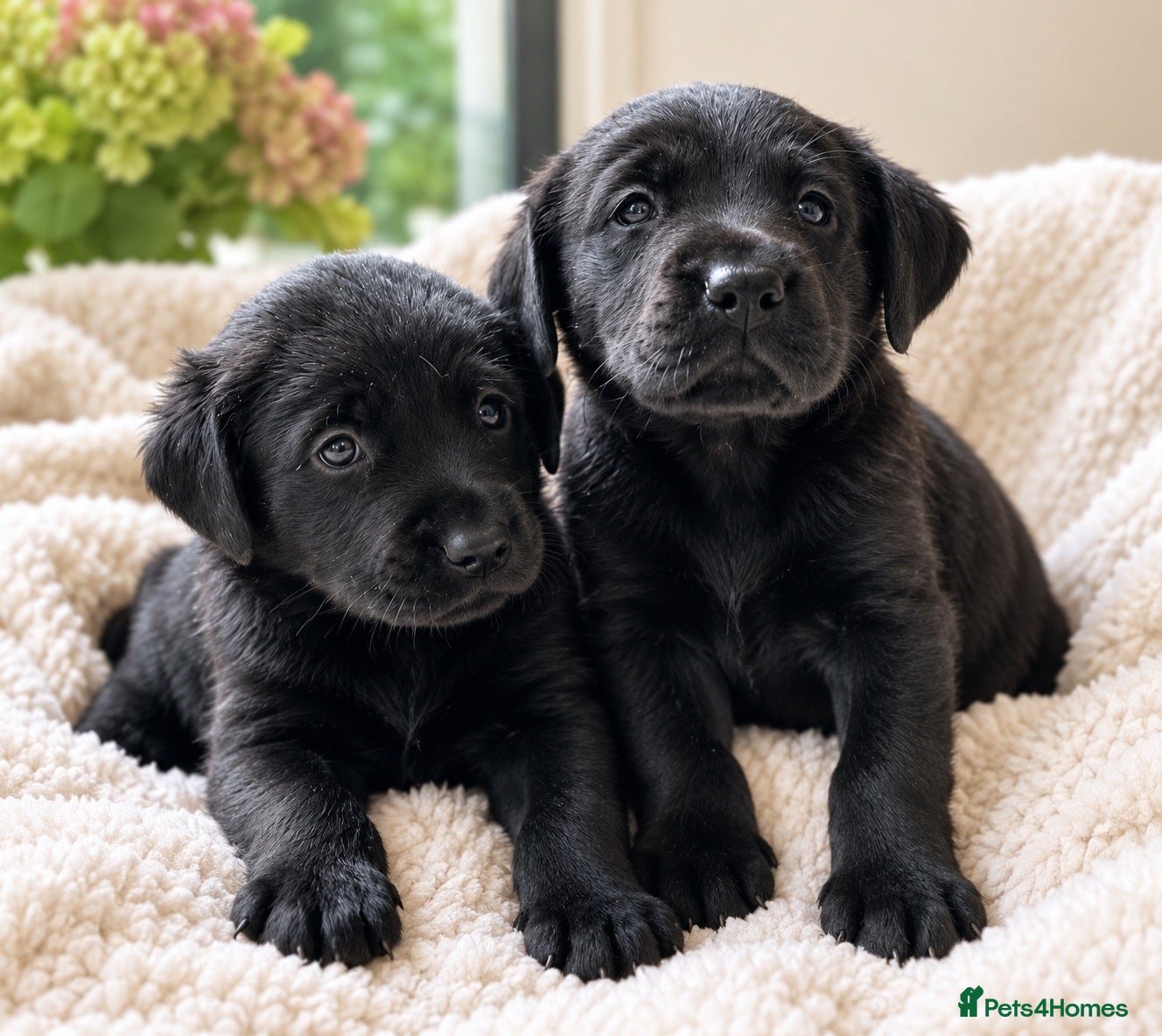 Labrador Retriever dogs  Boys Remaining – Drakeshead Bloodlines - Advert 1