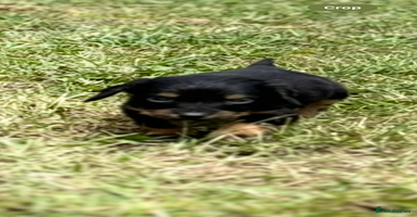 Cocker Spaniel dogs - Advert 10