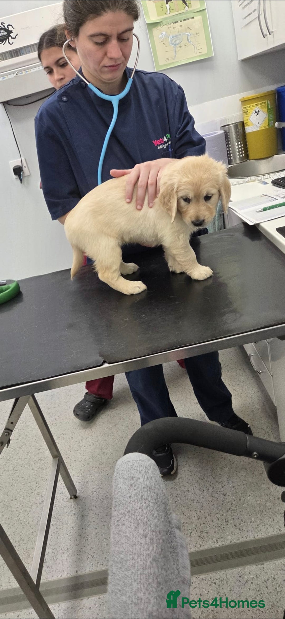 Goldendoodle dogs for sale: Goldendoodle retriever  - Image 38
