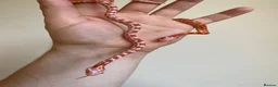 Corn Snake reptiles for sale:  Micro-Scaleless & het Microscale Corn Snake - Advert 5