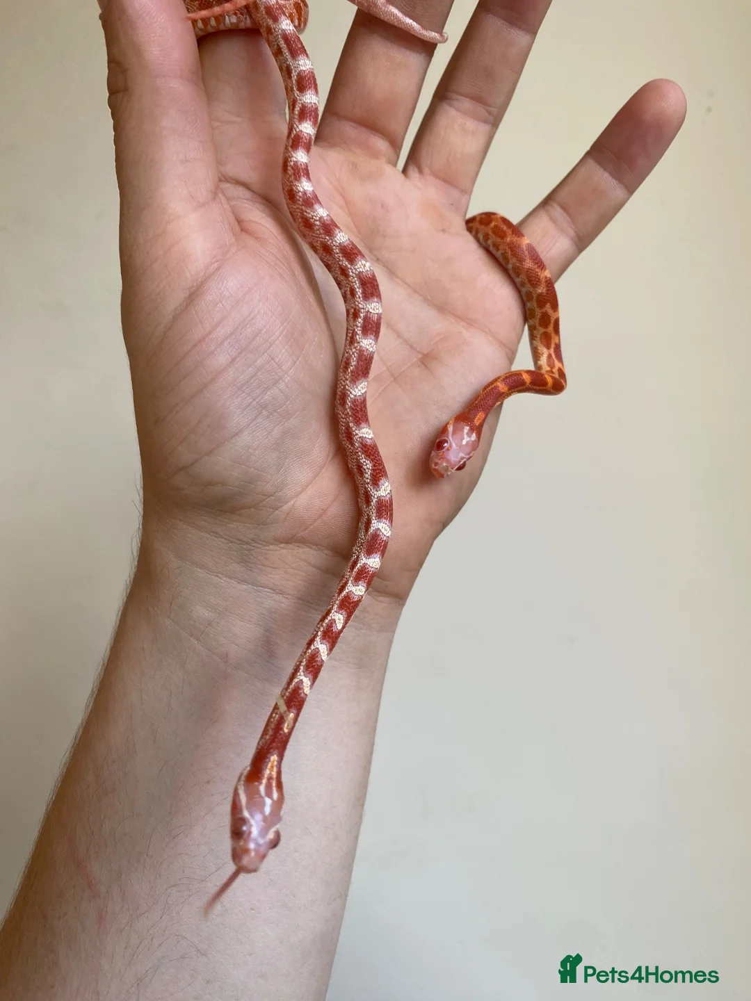 Corn Snake reptiles for sale:  Micro-Scaleless & het Microscale Corn Snake - Advert 5