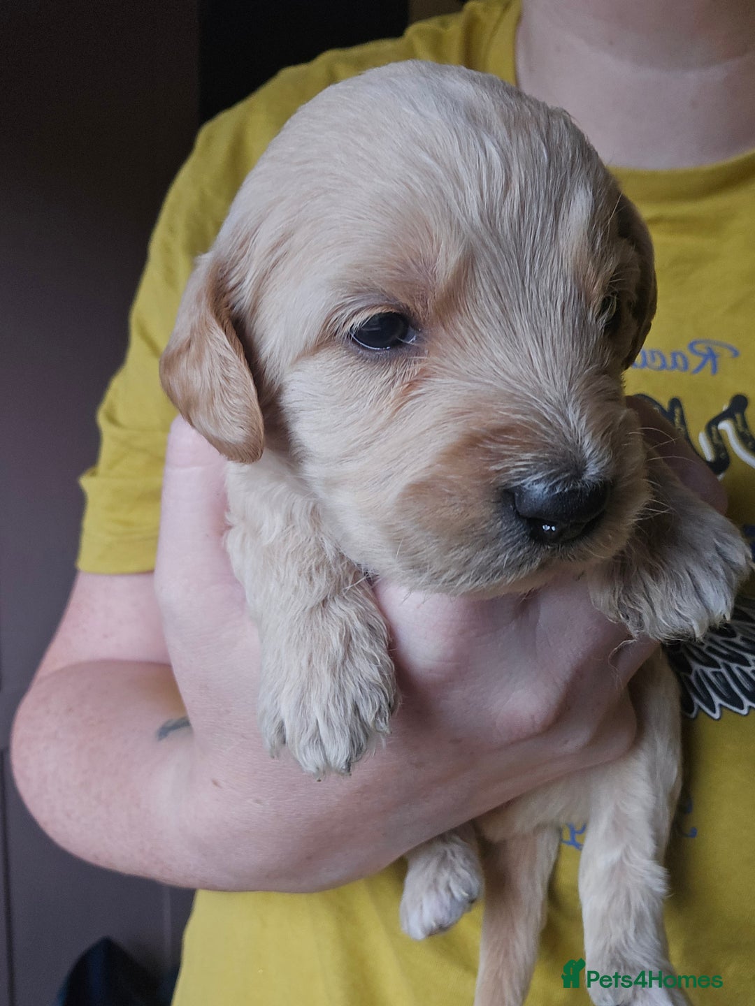 Labradoodle dogs for sale: Ready to go! gorgeous Teddy-Labradoodles - Advert 12