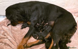 Rottweiler dogs for sale: 🐾 Pure Bred Rottweiler Puppies 🐾 - Image 28