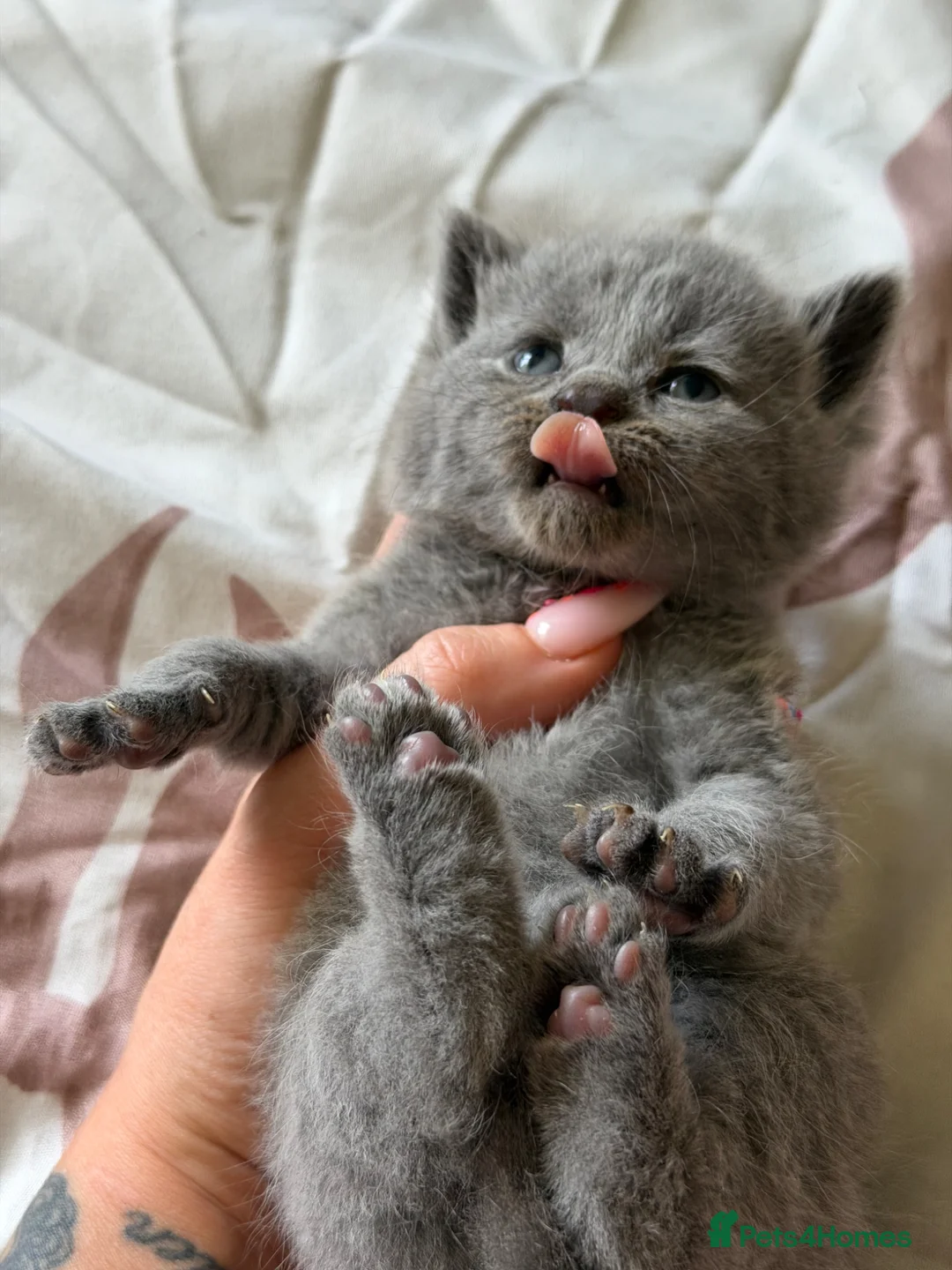 British Shorthair cats for sale: British blue Kittens  - Advert 1