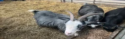 Goats livestock for sale: Female Pygmy goats - Advert 4