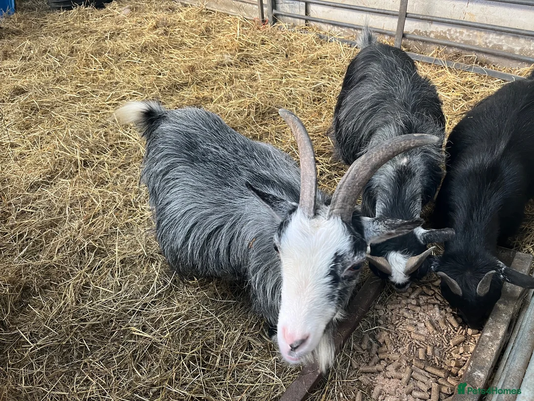 Goats livestock for sale: Female Pygmy goats - Advert 4