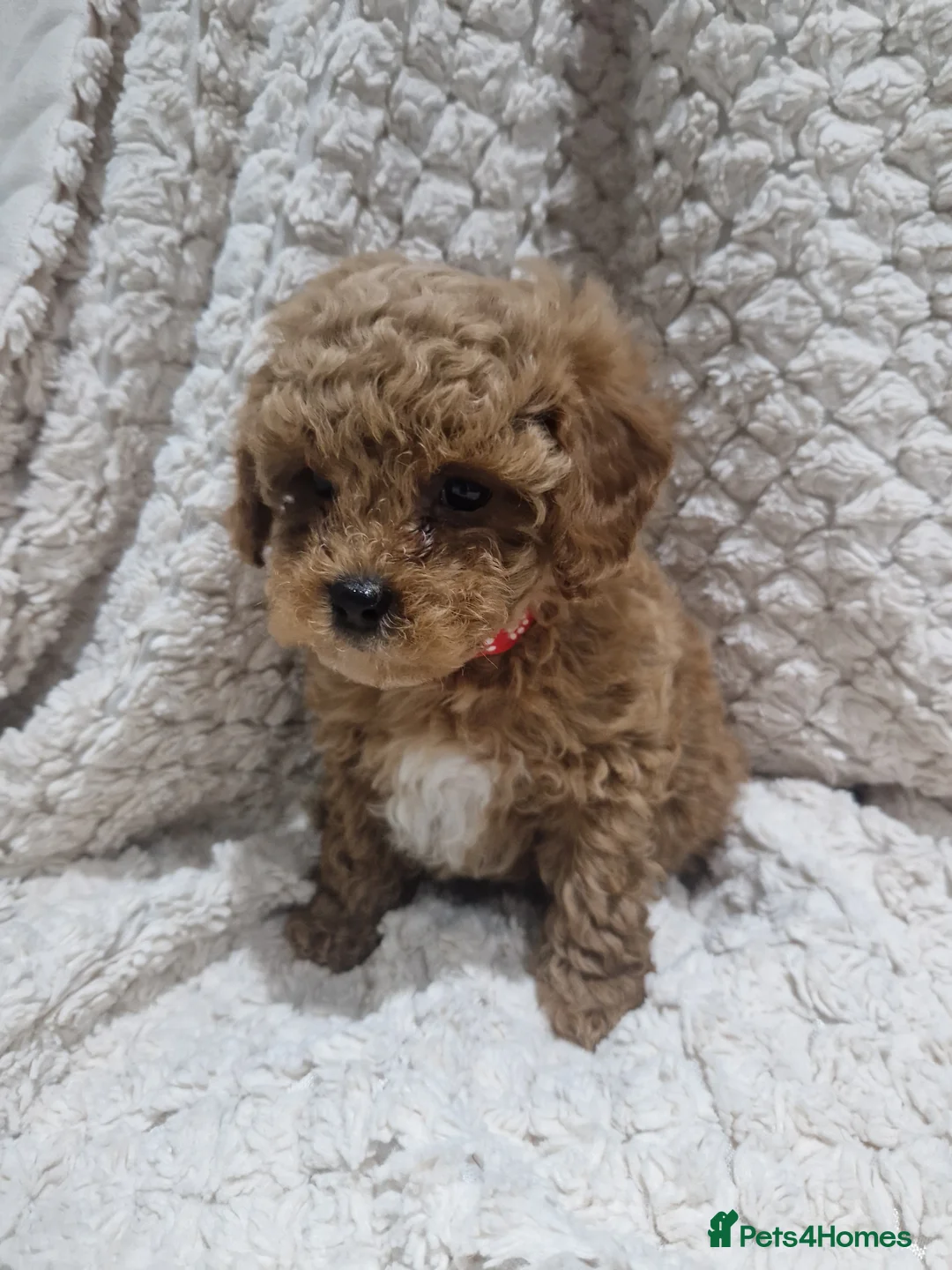 Cavapoo dogs for sale:  1 boy remaining. Health tested stunning cavapoos - Advert 37