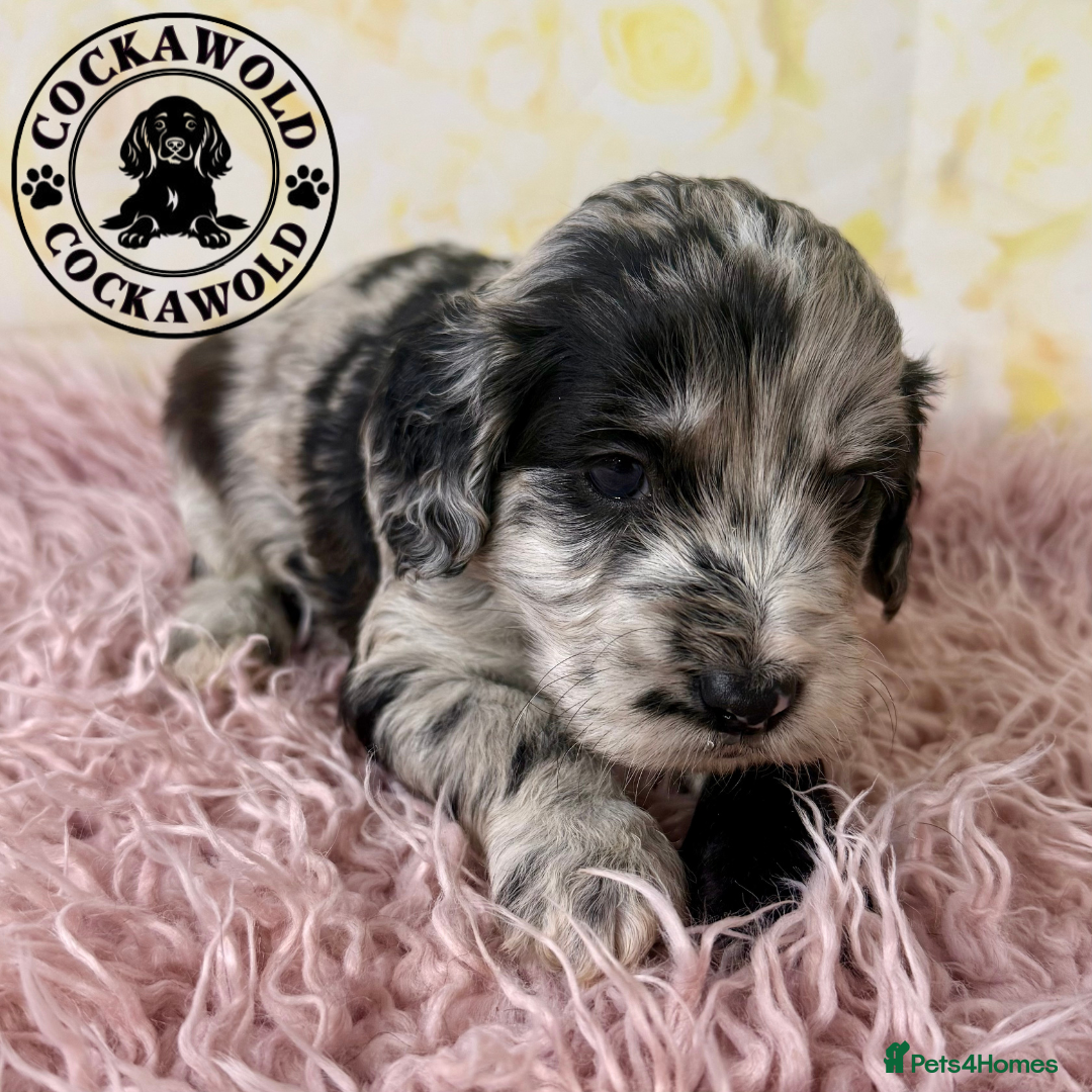 Cockapoo dogs 💖 Exceptional F1 Cockapoo Puppies 💖  - Advert 2