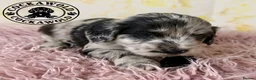 Cockapoo dogs for sale: 💖 Exceptional F1 Cockapoo Puppies 💖  - Advert 35